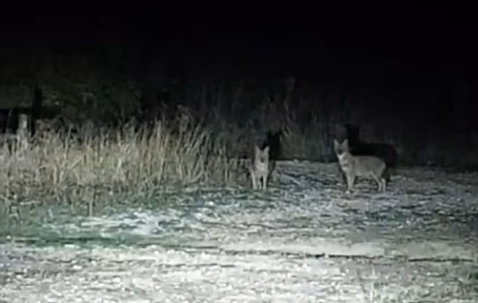 Șacali în gospodărie