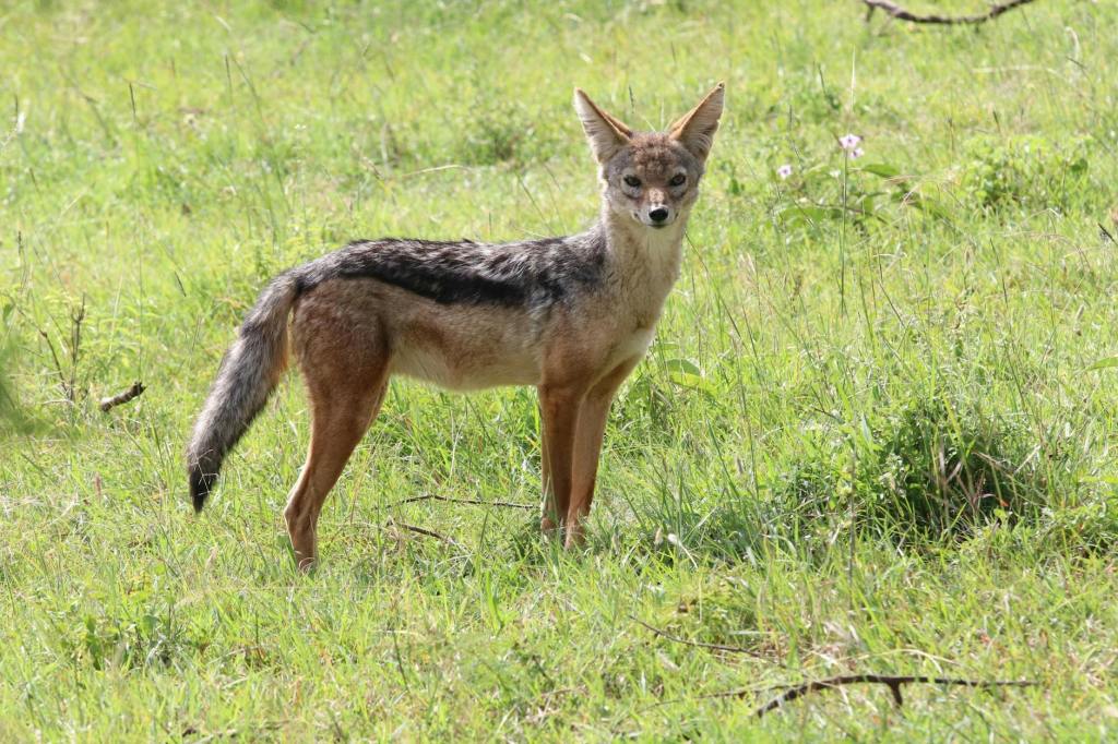 Șacalii au intrat în curtea casei unei&nbsp;gorjence!