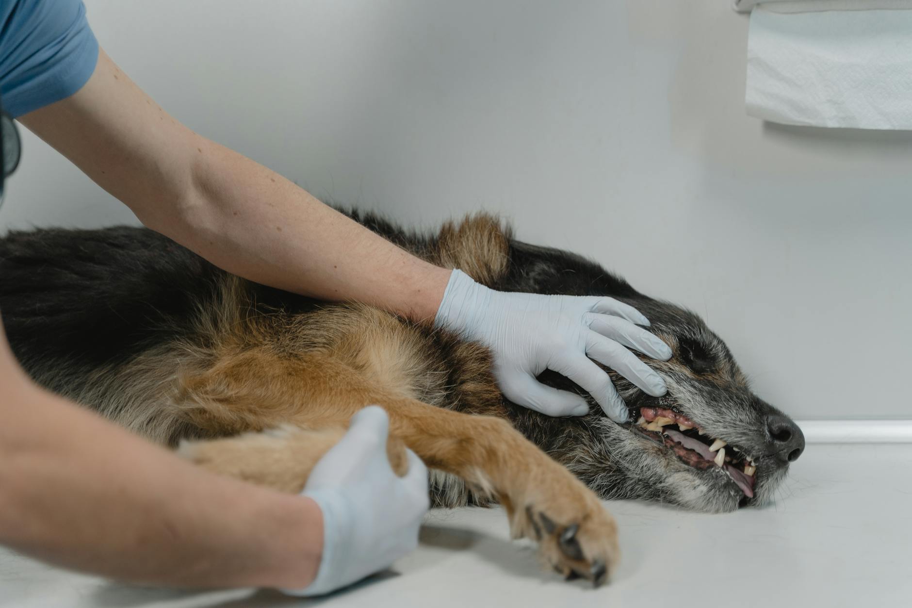 Intervenție a Protecției Animalelor pentru salvarea unui câine bolnav în Lelești