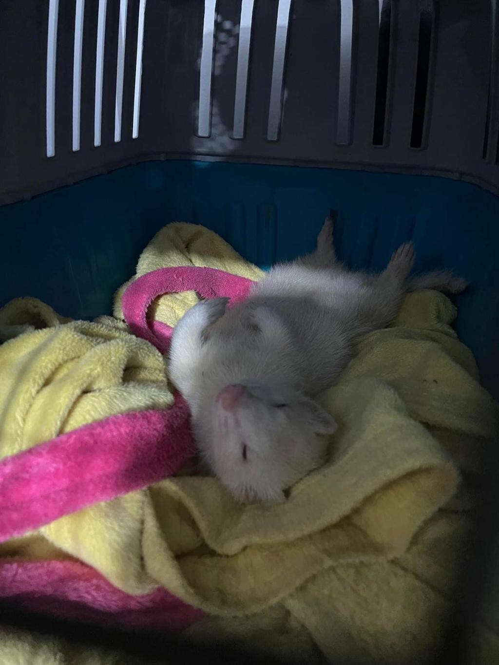 O târgujiancă și-a pierdut dihorul. Oferă&nbsp;recompensă!