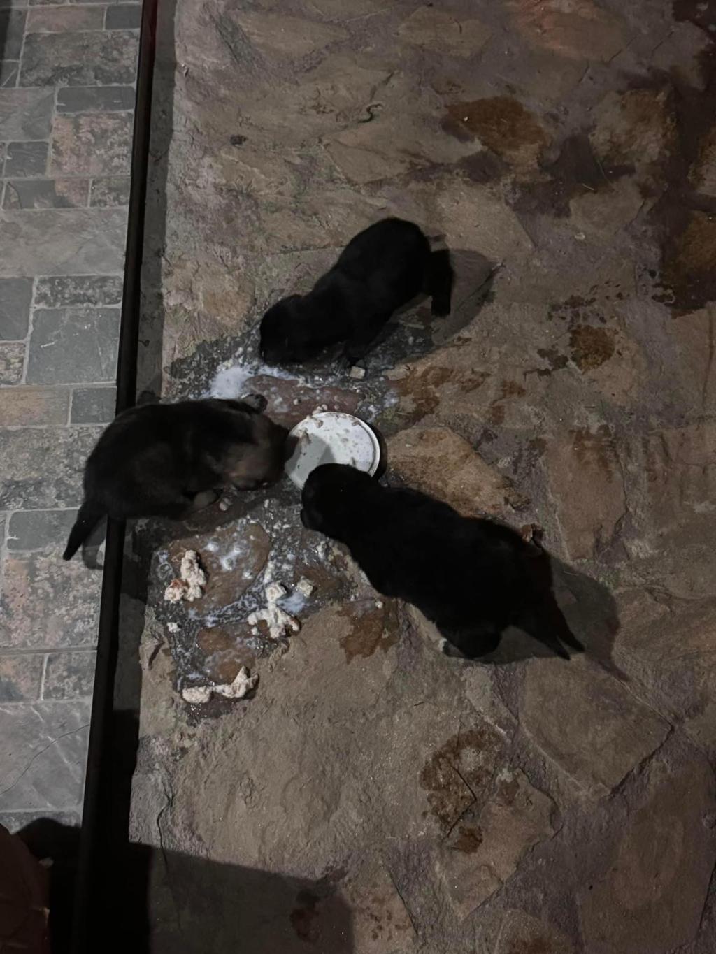 Trei cățeluși își caută o&nbsp;casă