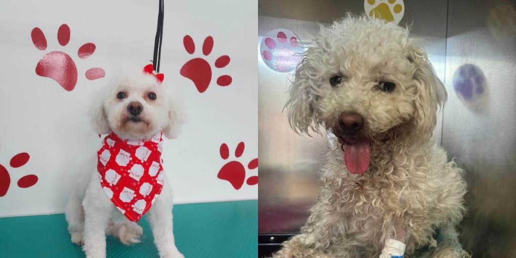 Bibi, cățelușa salvată de la moarte&nbsp;sigură