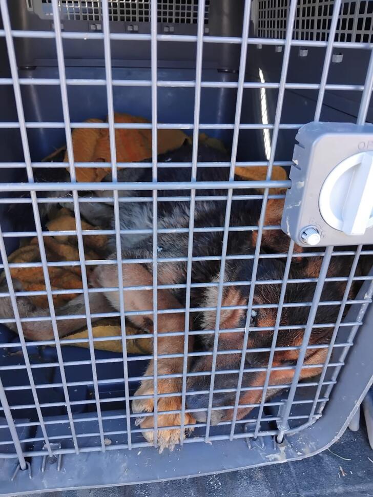 Câine abandonat în frig, salvat de autorități în&nbsp;Tismana