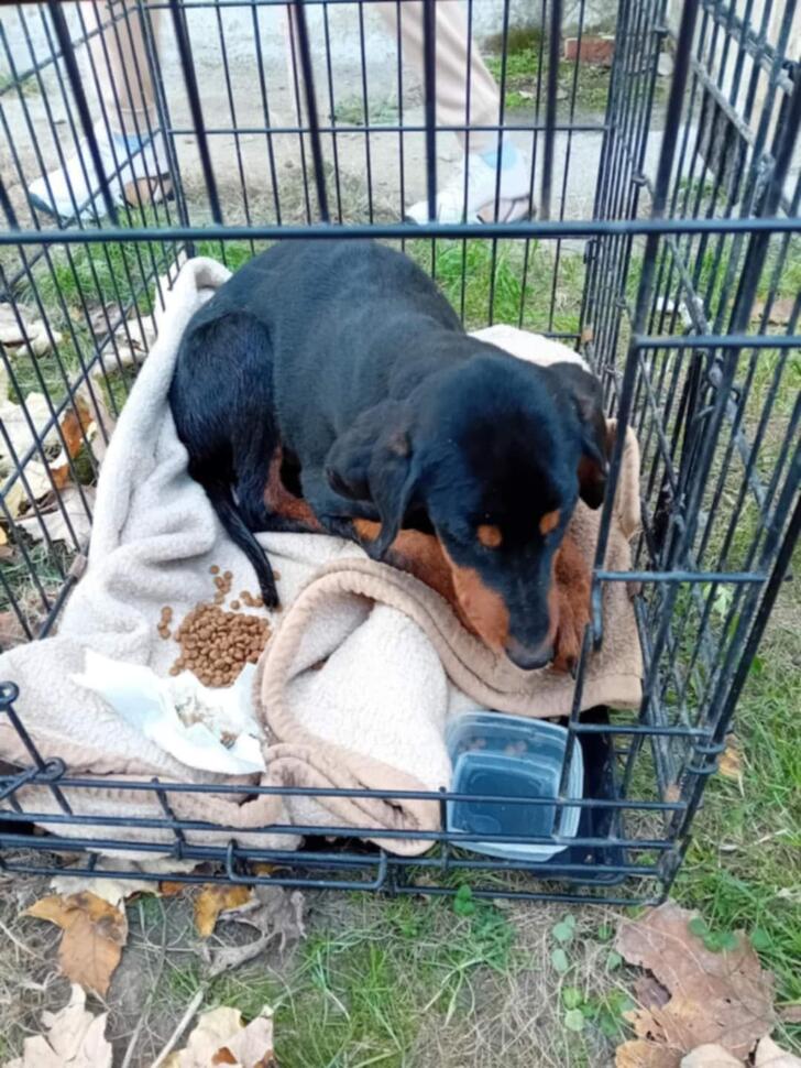 Caz de abandon al unui cățeluș bolnav în Rovinari – comunitatea, în&nbsp;alertă