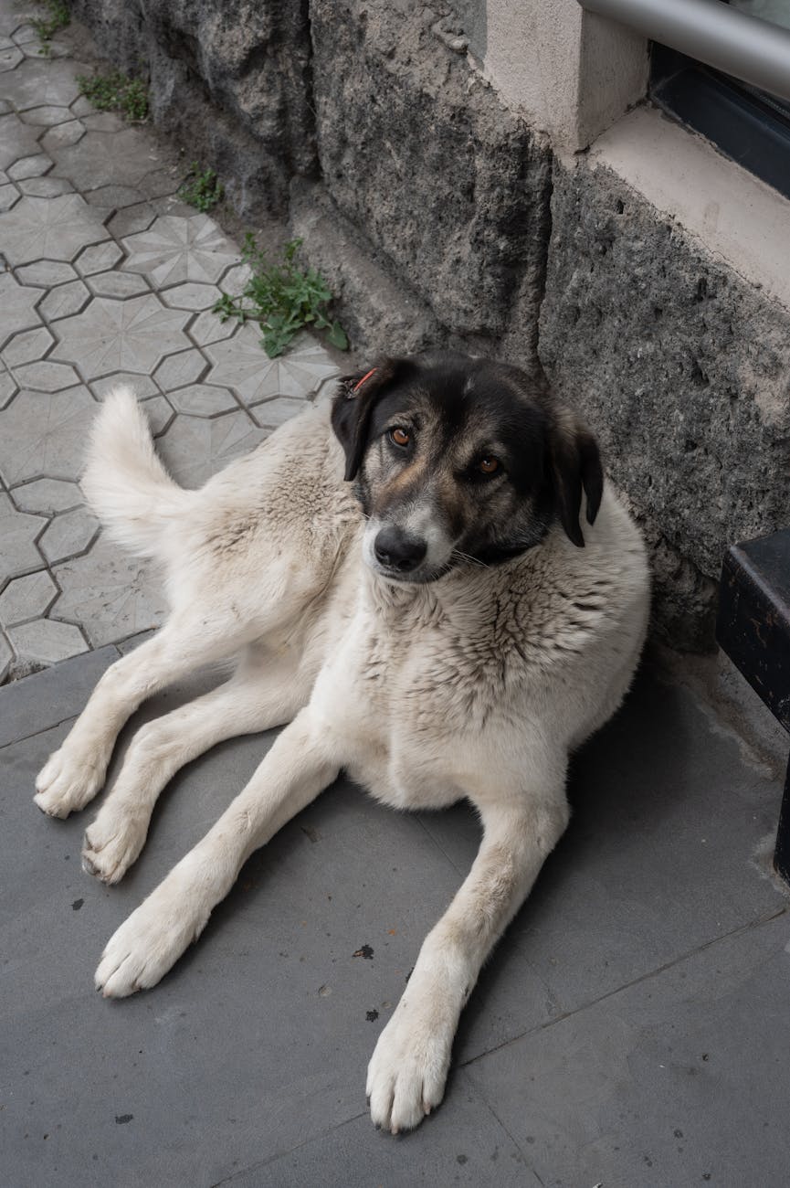 Campanie de sterilizare gratuită pentru câinii cu stăpân în&nbsp;Bălești