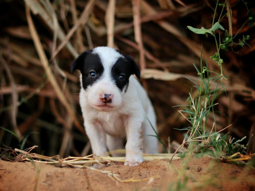 Campanie de sterilizare și microcipare a câinilor cu stăpân în județul&nbsp;Gorj