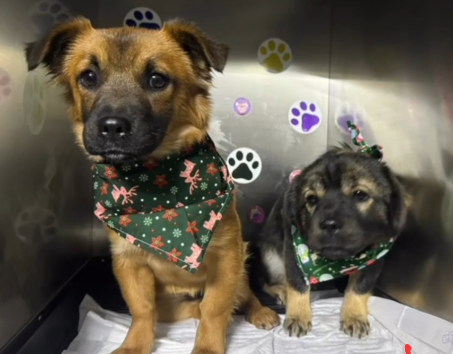 Cățeii Daisy și Minni au nevoie urgentă de o familie&nbsp;RESPONSABILĂ