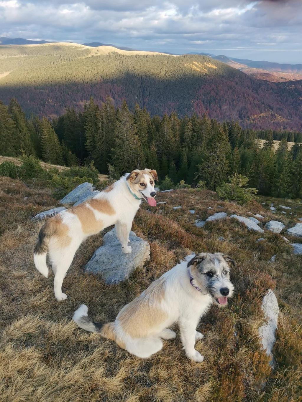 Elka și Foxy, două cățelușe  din Rânca, în căutarea unui&nbsp;cămin