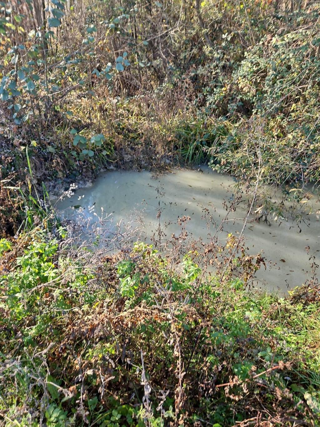 Amenzi de 40.000 lei pentru o firmă din&nbsp;Padeș