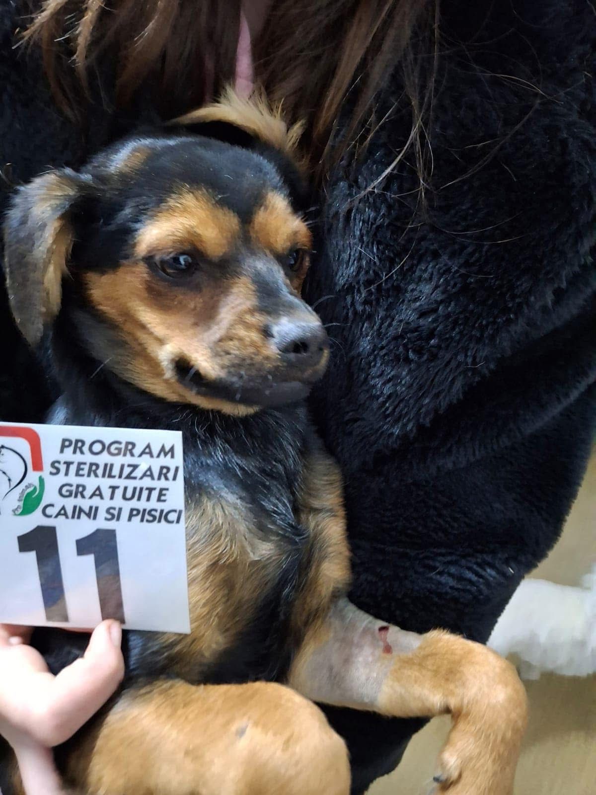 Campanie de sterilizare gratuită pentru câini și pisici la Târgu Jiu