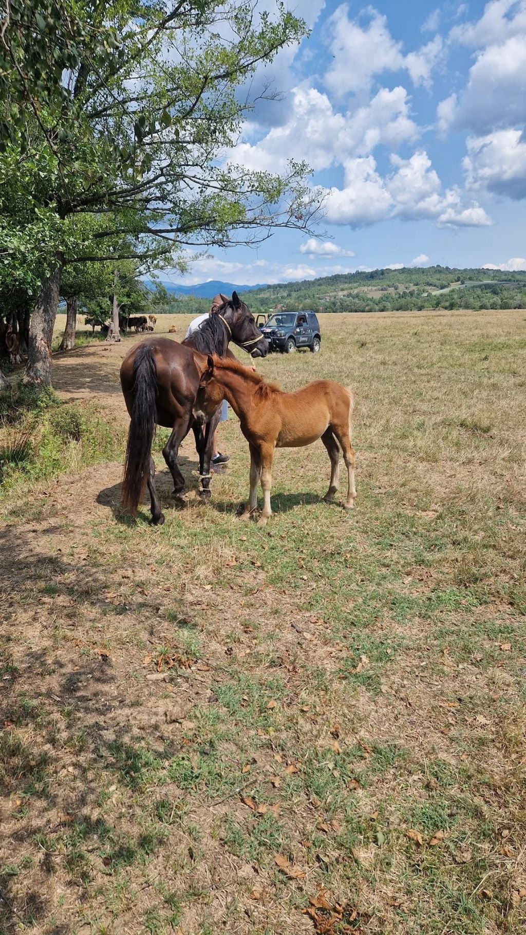 I-a dispărut iapa. O&nbsp;caută!