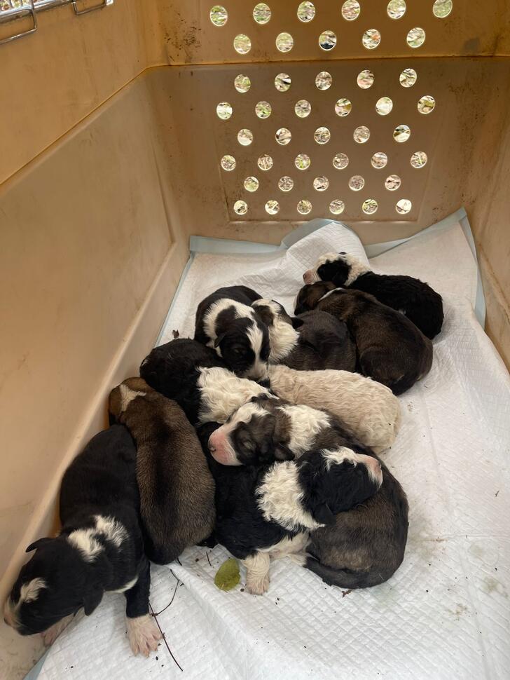 Zece căței abandonați la Runcu. Își caută o&nbsp;familie!