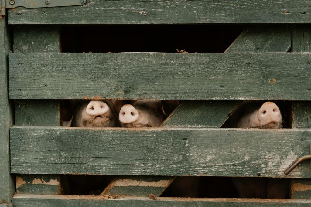 Ce spune șeful DSVSA Gorj despre sacrificarea&nbsp;porcilor