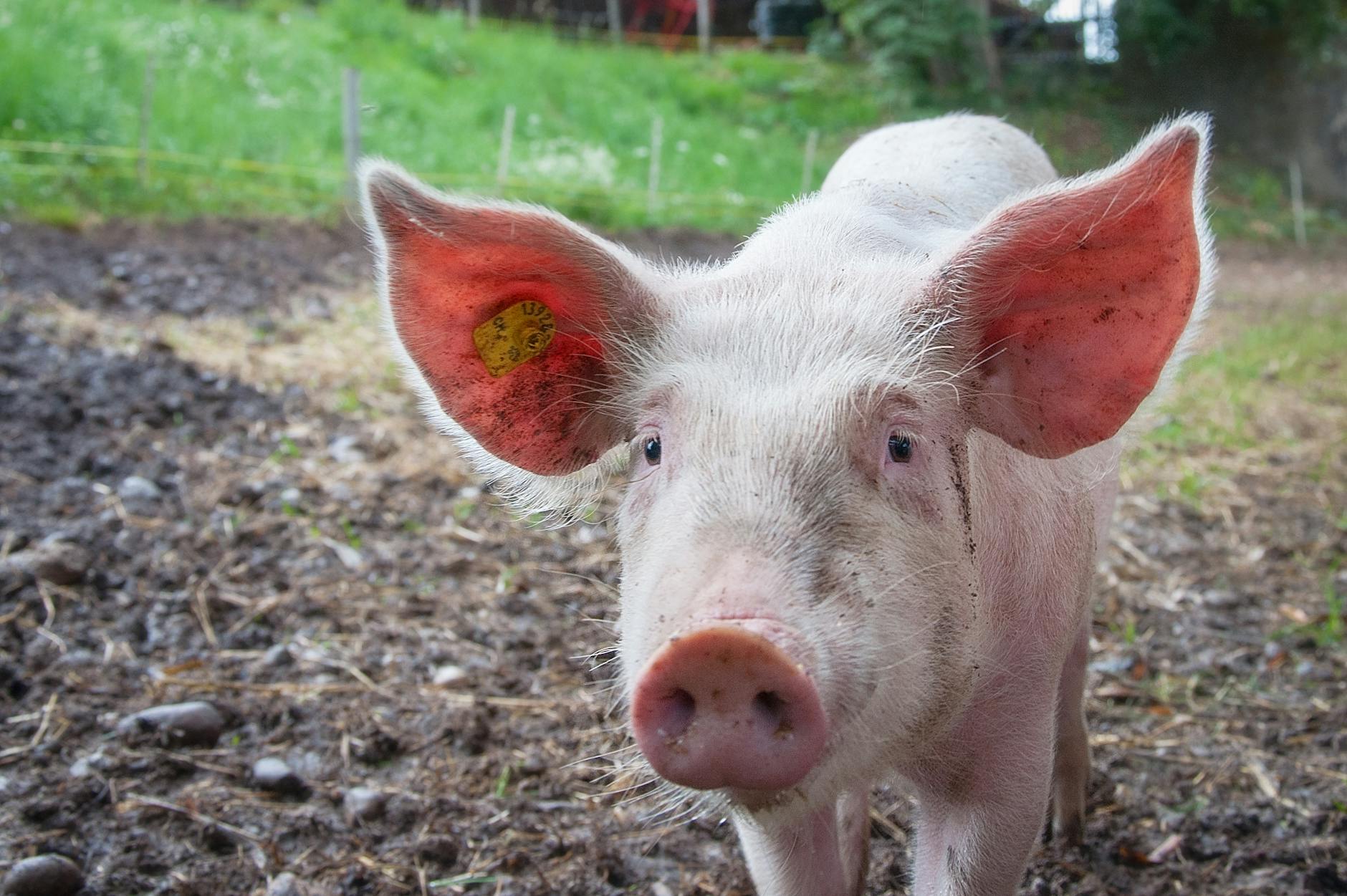 Examen trichineloscopic gratuit pentru carnea de porc, într-o comună din Gorj