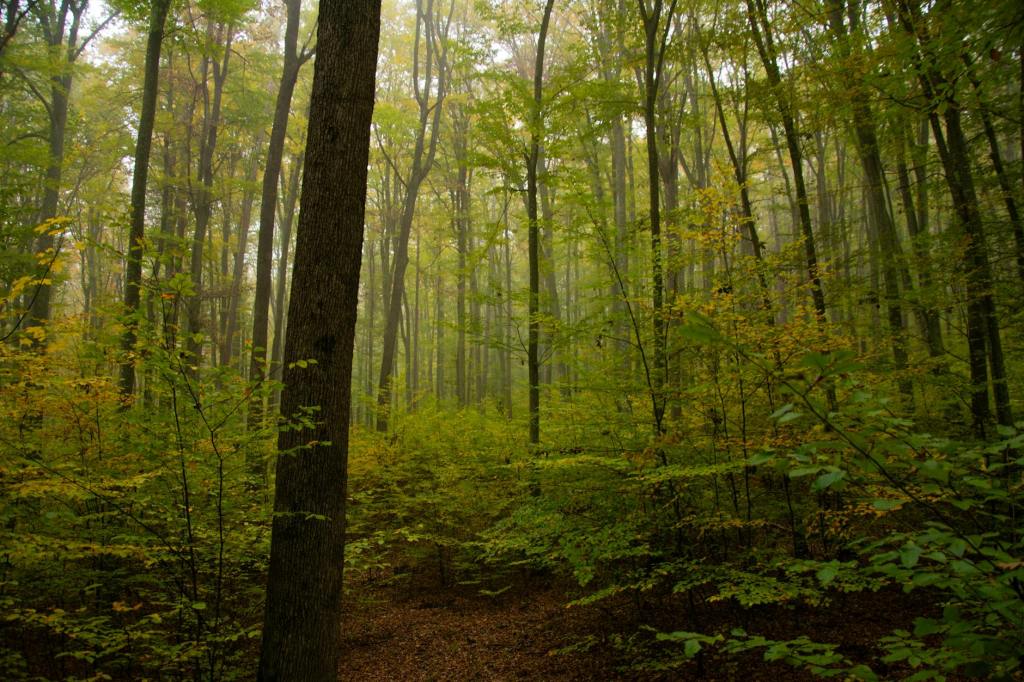 Gorjul, cel mai afectat județ de restricțiile silvice impuse prin&nbsp;PNRR