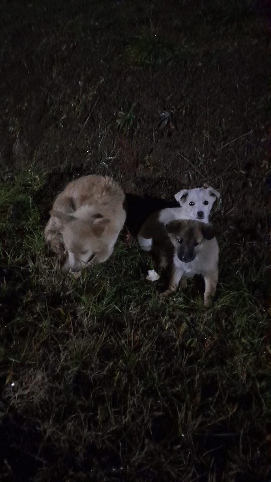 Cățeluși abandonați în frig la marginea drumului, în Gorj. Au sunat la poliție