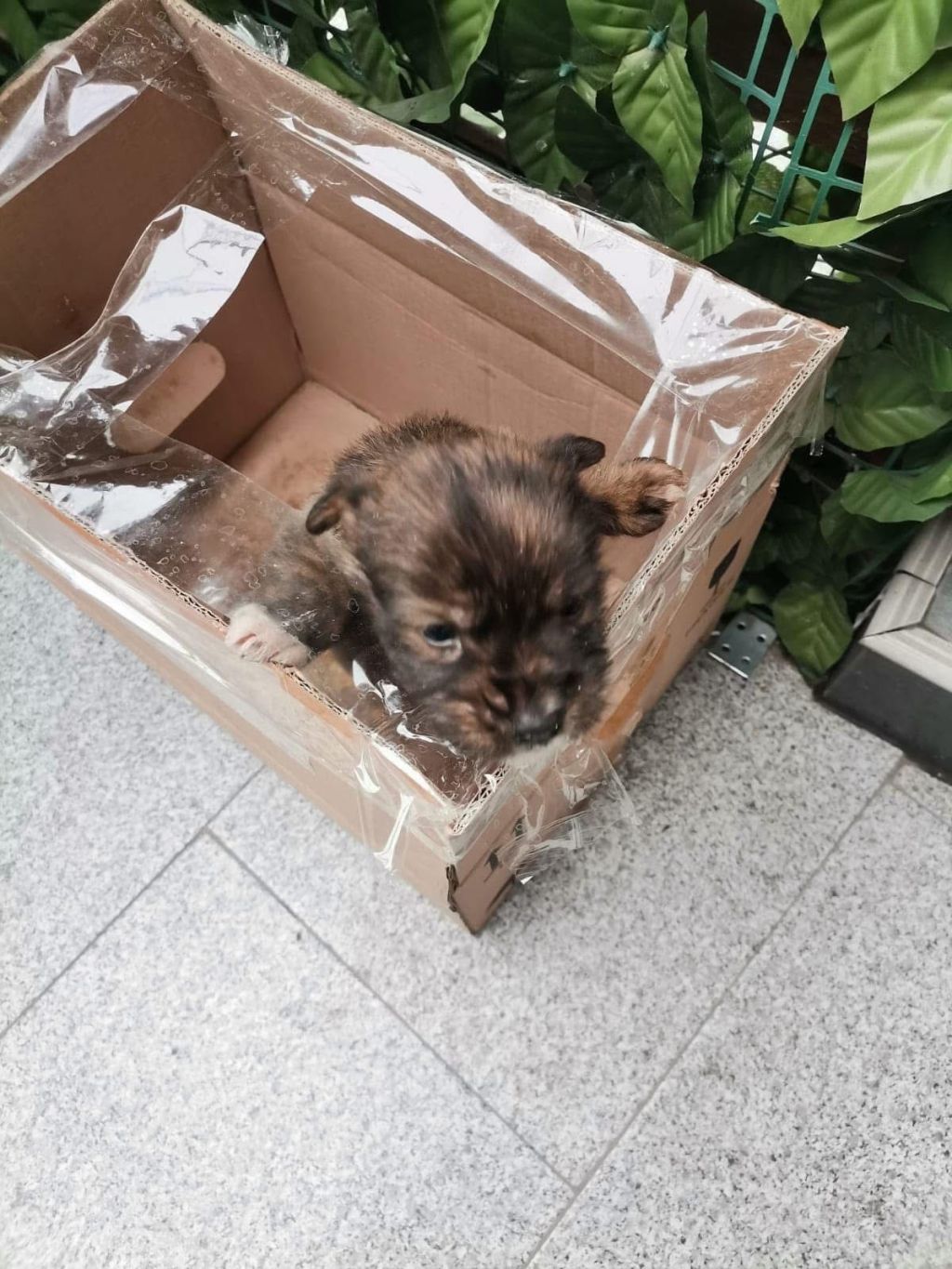Cățel abandonat într-o cutie, lângă un magazin din Târgu&nbsp;Jiu