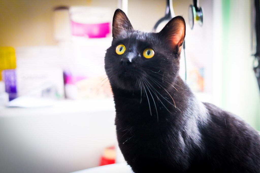 Motanul Whiskass își caută o familie care să-l&nbsp;iubească!