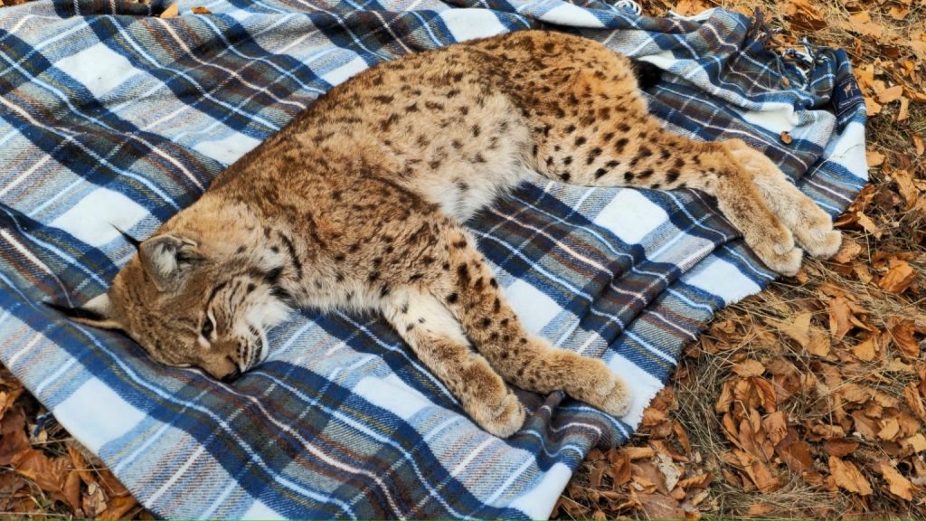 Râs salvat dintr-o fântână de 15 metri în masivul&nbsp;Parâng