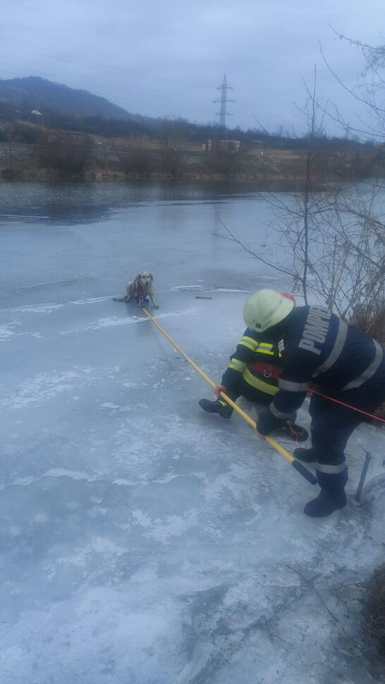 Au salvat un cățel din apele Jiului