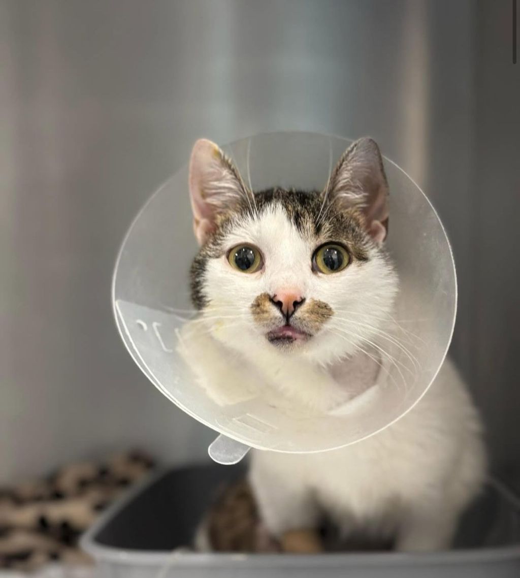 Jerry, un motan cu probleme renale, are nevoie de ajutor! Cum îl poți&nbsp;sprijini