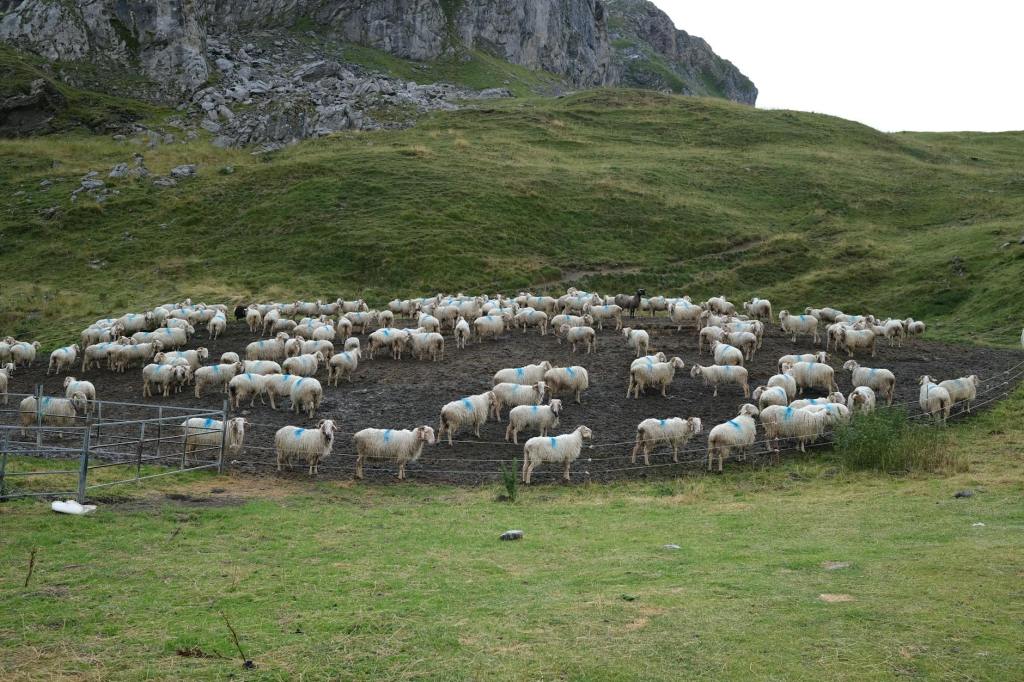 Festivalul „Urcatul oilor la munte” revine la Novaci. Duminică are loc ediția a&nbsp;58-a