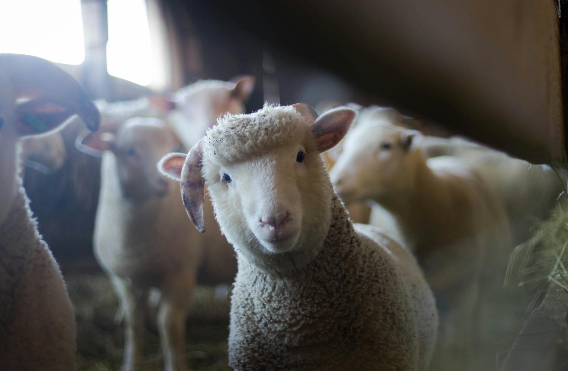 APIA plătește peste 48 de milioane de lei pentru crescătorii de animale