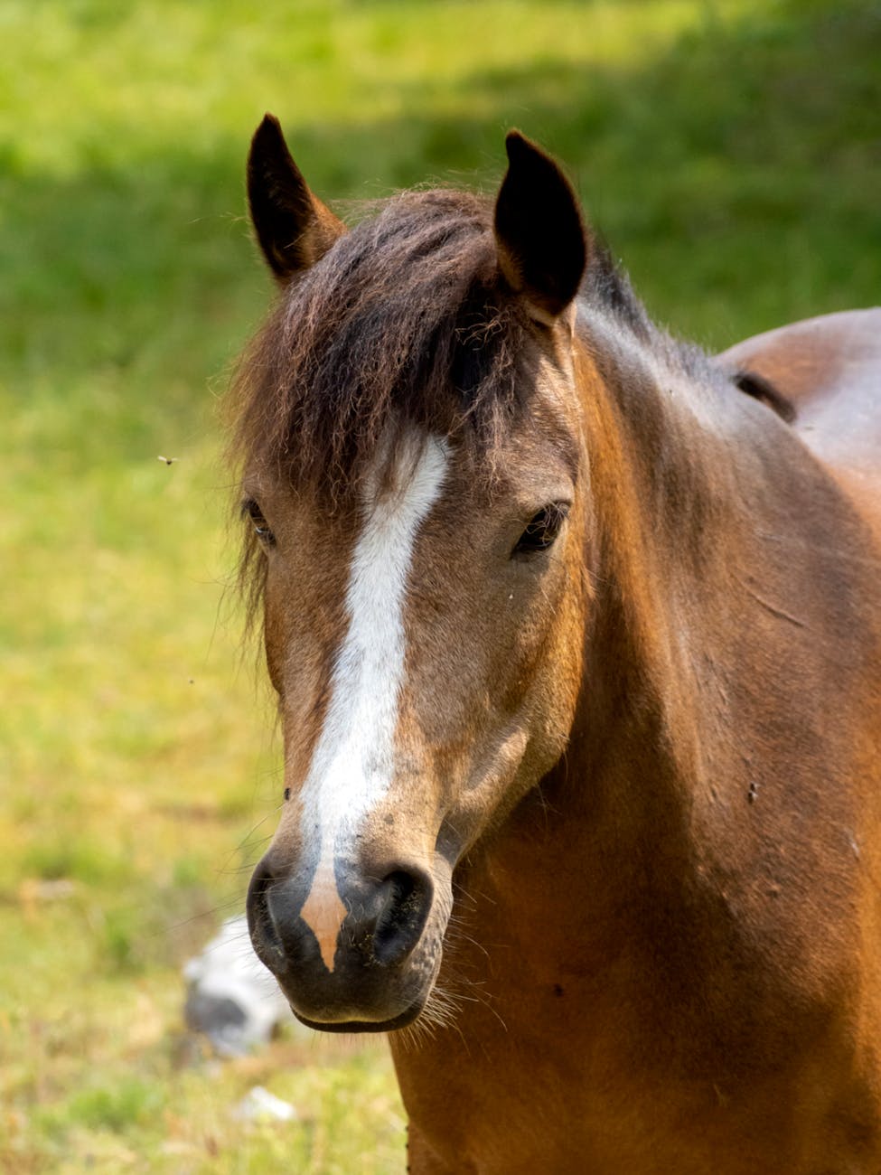 Trei bărbați reținuți după ce au organizat un concurs ilegal cu cai forțați să tragă dale de&nbsp;beton