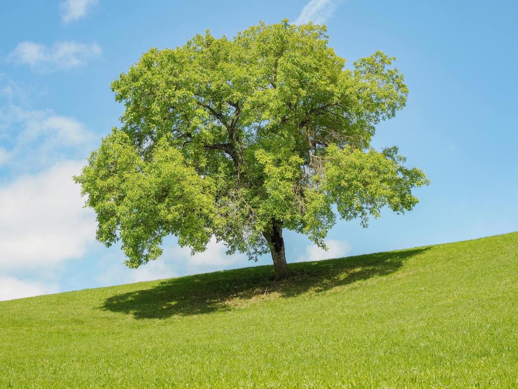 Vine o vară toridă: temperaturi peste normal și ploi puține până la mijlocul lui&nbsp;iulie