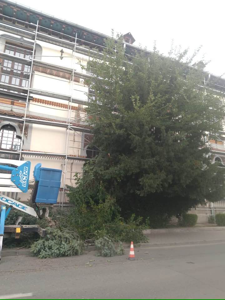 Revoltă la Târgu Jiu după tăierea brazilor din zona&nbsp;CNTV