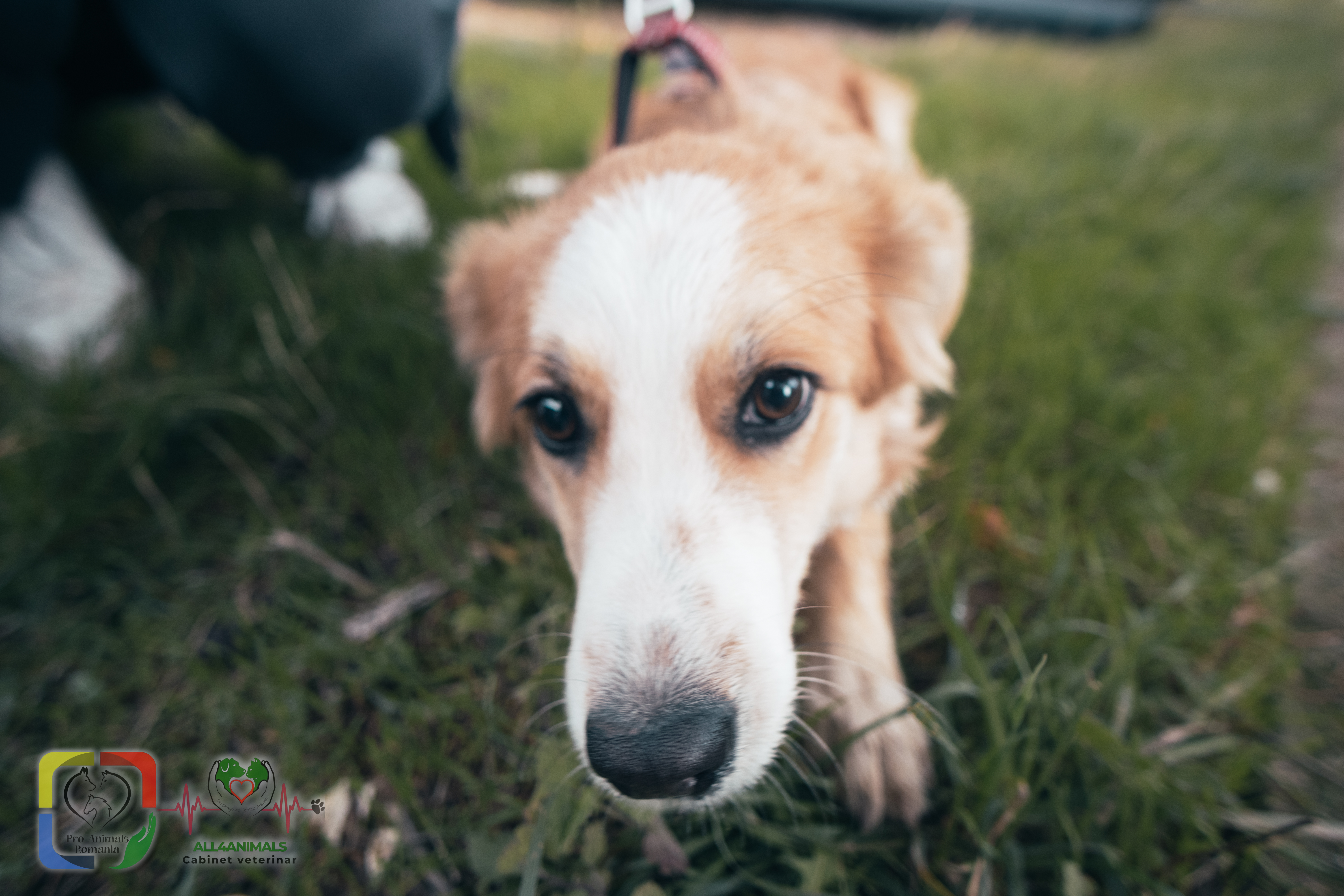 Campaniile de sterilizare Pro Animals continuă în Gorj. Caravana ajunge la Bumbești-Jiu și Târgu Cărbunești