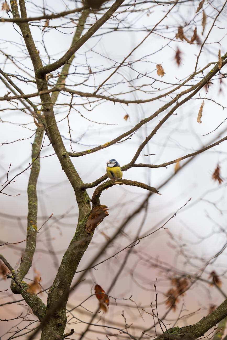 Vreme tot mai rece și ninsori în mai multe regiuni ale&nbsp;țării