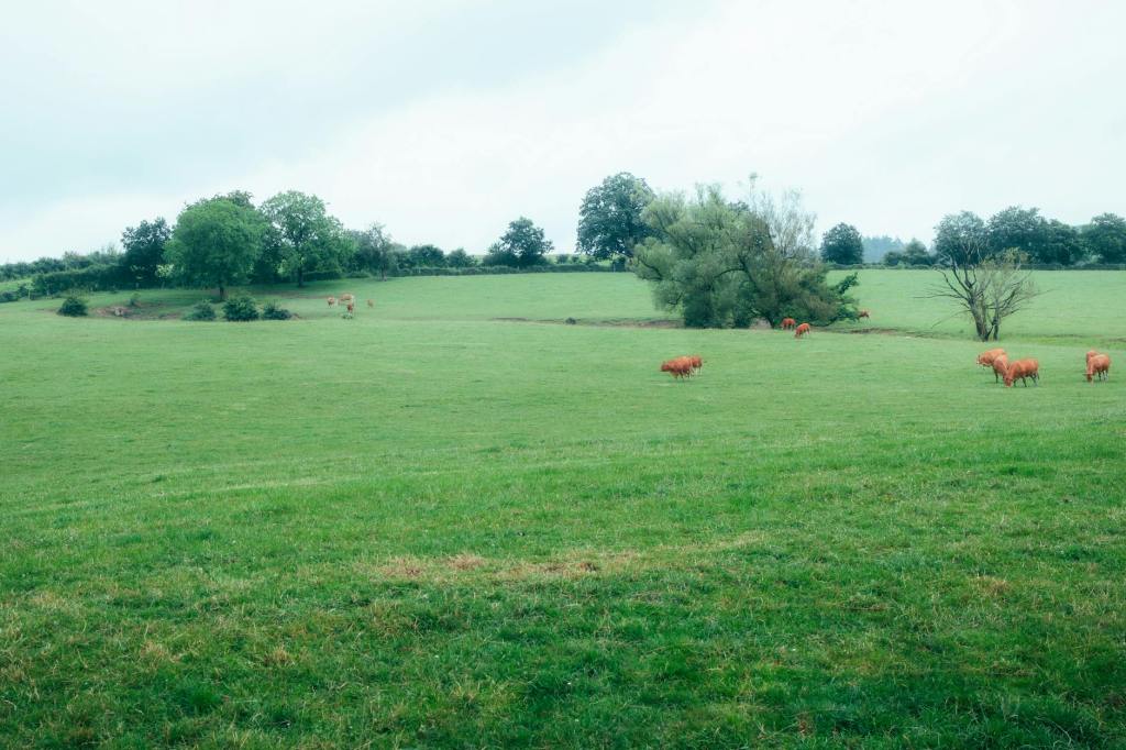 Interdicția privind pășunatul intră din nou în vigoare. Ce pot face fermierii până pe 24&nbsp;aprilie