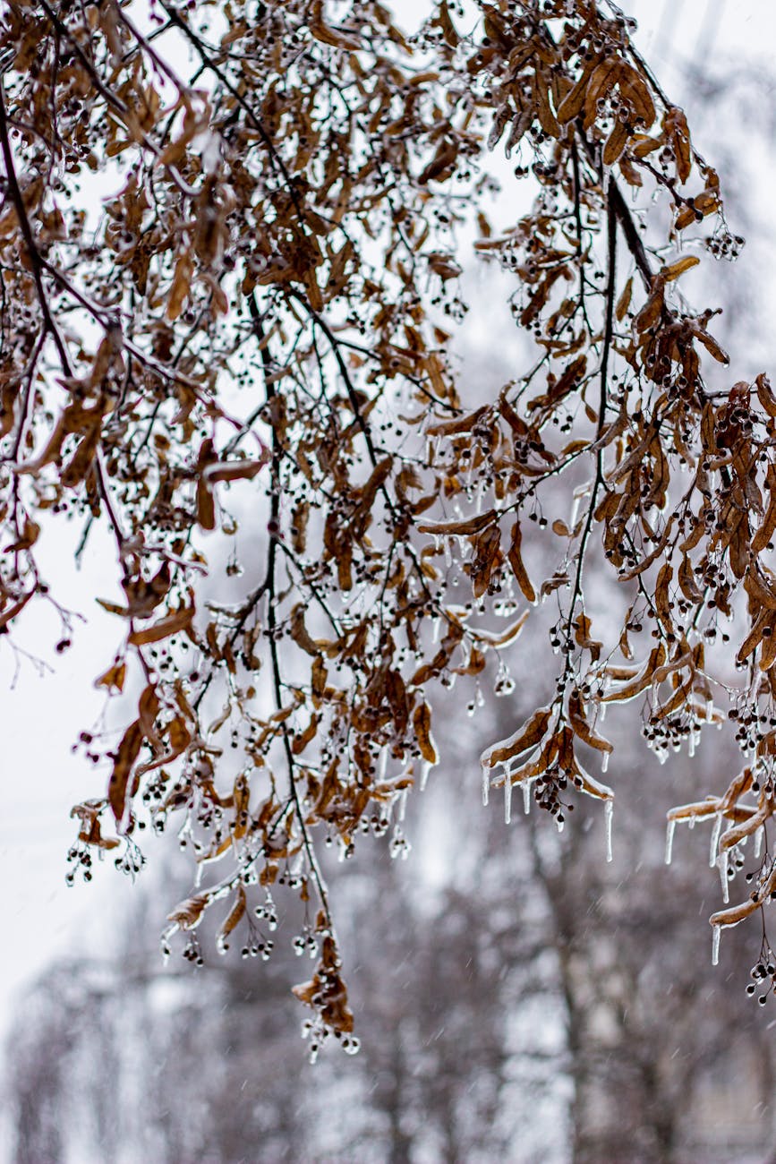 Informare meteo: ger, precipitații mixte și vânt – valabilă până pe 20 ianuarie