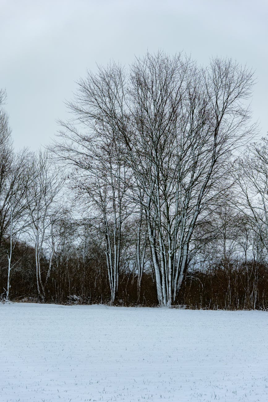 Valul de ger persistă în România până la mijlocul lui februarie. ANM anunță temperaturi mult sub normal și episoade de&nbsp;ninsoare