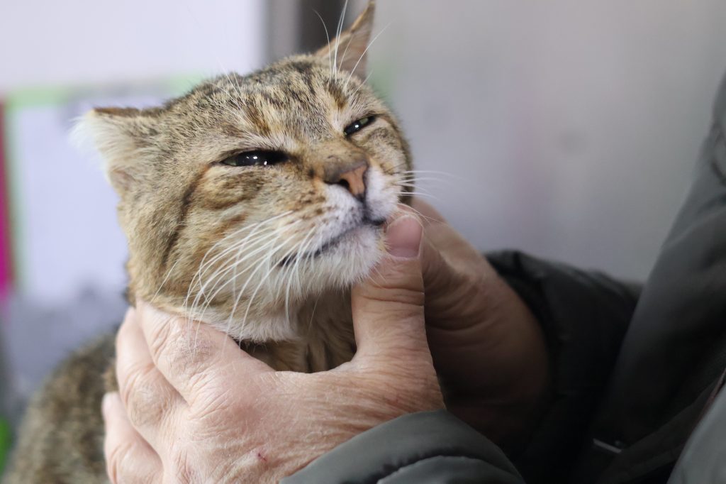 STERILIZĂRI ȘI MICROCIPĂRI GRATUITE ÎN&nbsp;GORJ