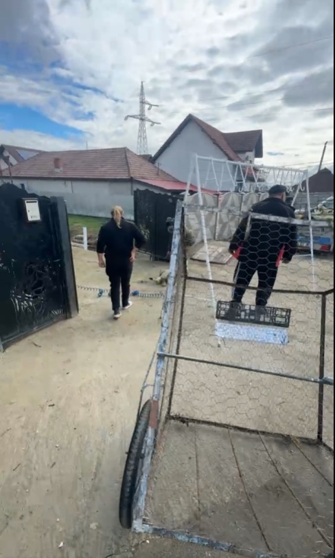 Scene șocante în Târgu Jiu: miei sacrificați în stradă