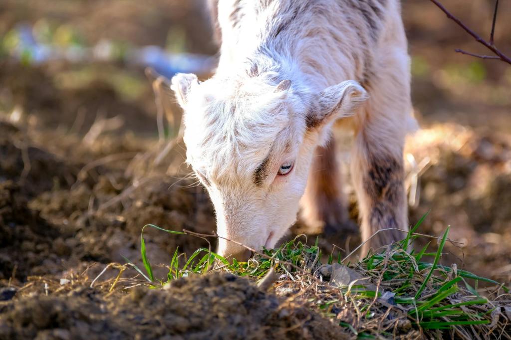 Fără puncte de sacrificare în Gorj de Paște: decizie după nereguli constatate anul trecut
