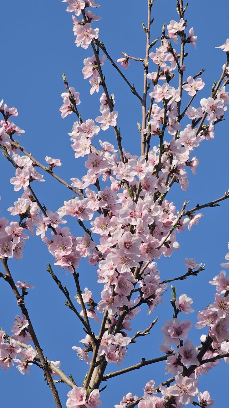 Vreme de vară în Oltenia, dar cu schimbări bruște în restul țării