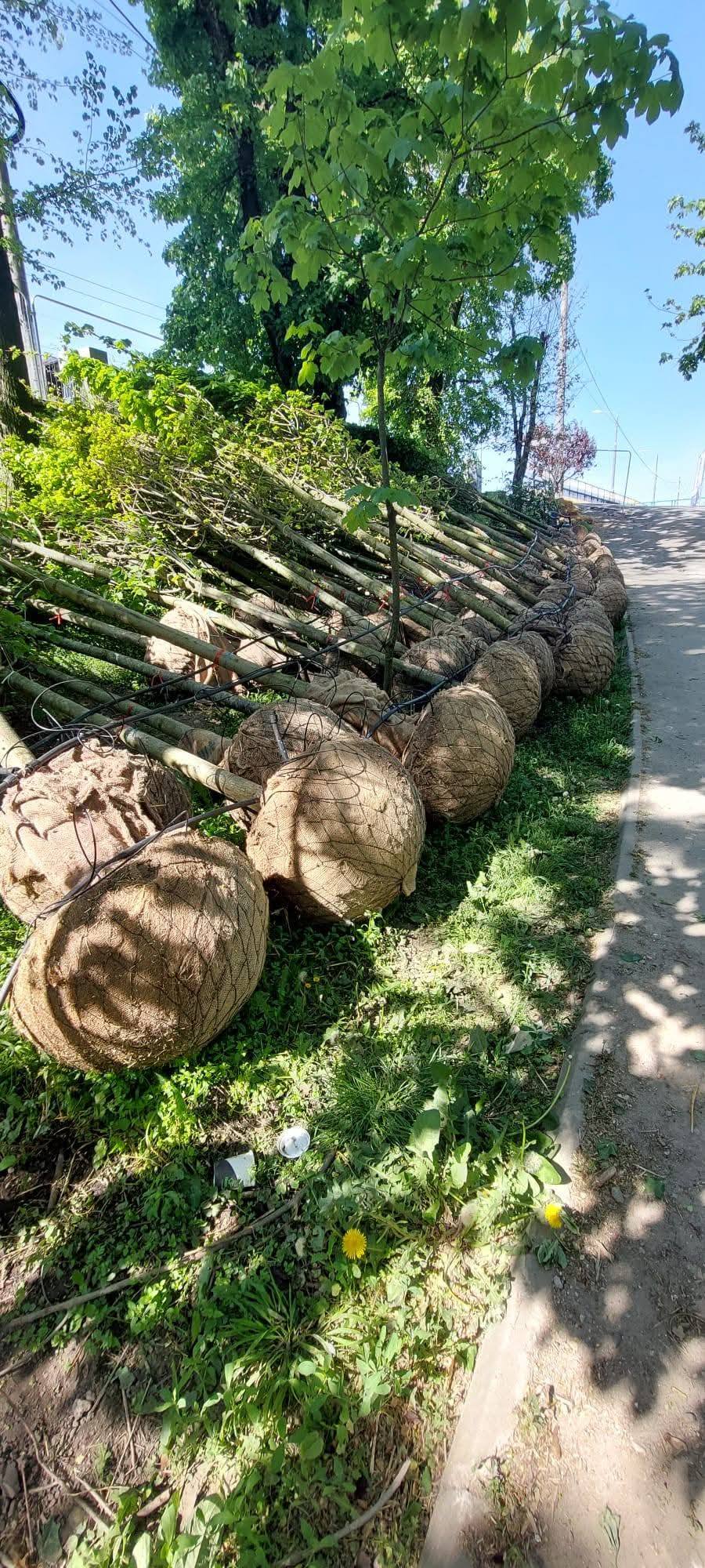 Arbori noi pentru Parcul Central din Târgu Jiu: peste 260 de exemplare vor fi&nbsp;plantate