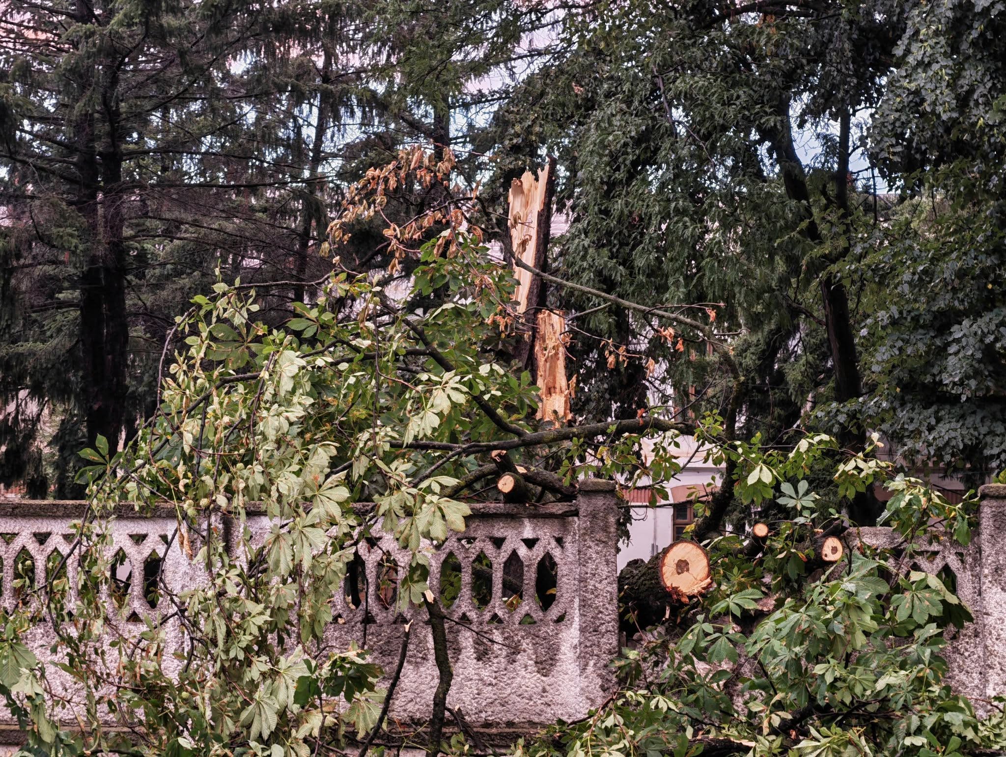 Romanescu, după furtuna care a doborât copaci în Târgu Jiu: „Toaletarea arborilor nu înseamnă defrișări ilegale”