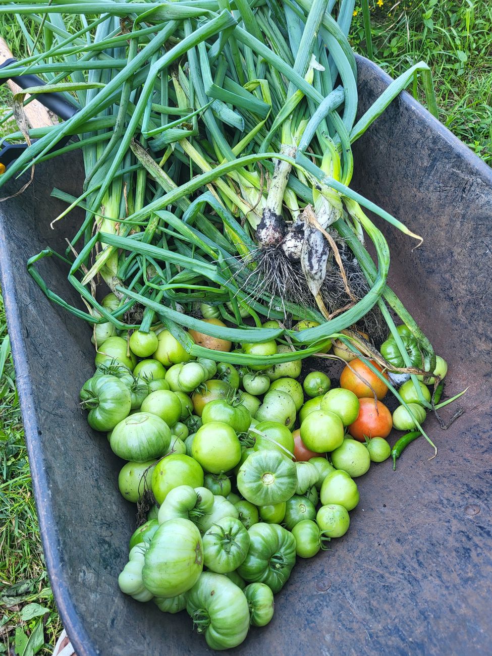 Ce legume se plantează în septembrie. Ce poți pune acum în grădină pentru lunile următoare